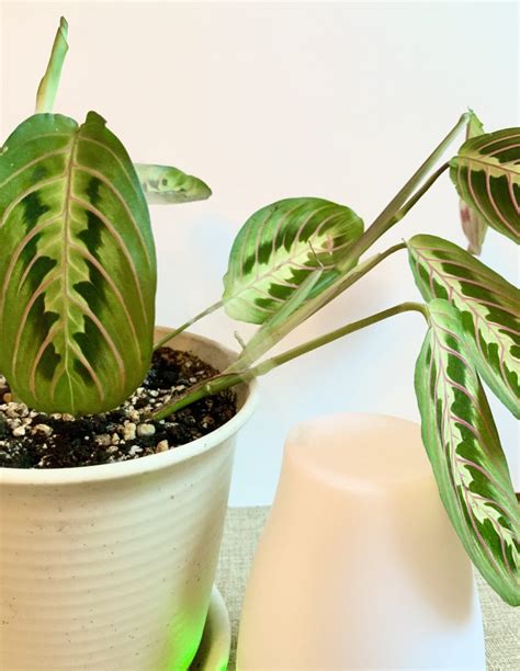 Humidity-Loving Houseplants and How to Provide Humidity | Sprouts and Stems