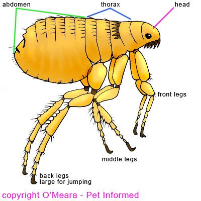 Flea Pictures - What do Fleas and Flea Infestations Look Like.