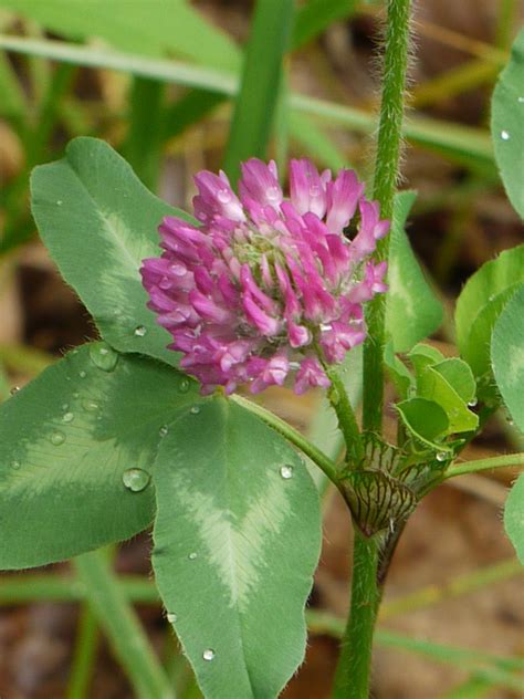 Red clover | Identify that Plant