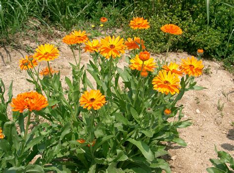 Les bienfaits et vertus du Calendula - Plantes & Soins