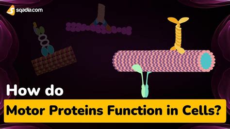 How do Motor Proteins Function in Cells?