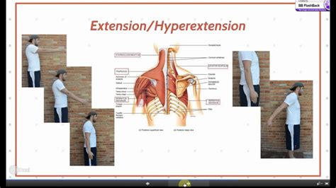 Flexion and Extension of Shoulder Joint - YouTube