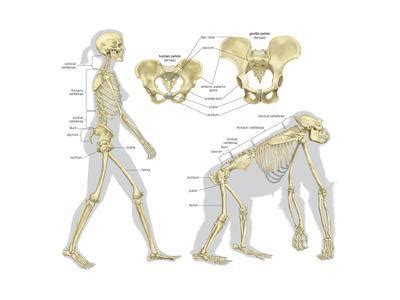 'Skeletal Comparison of a Modern Human (A Biped) and a Gorilla (A Quadruped). Evolution' Posters ...