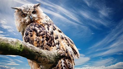 🔥 [47+] Owl Wallpapers HD | WallpaperSafari