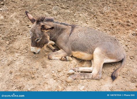 Crying Donkey Stock Images - Download 16 Royalty Free Photos