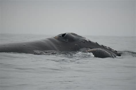 Rare whale sighting spurs hope and research on Canadian Pacific Ocean ...