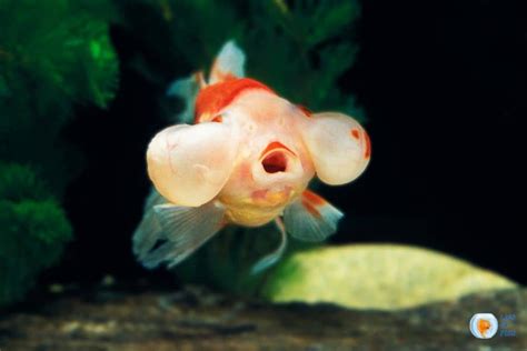 Bubble Eye – The Goldfish With Big Cheeks