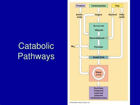 PPT - Biology 107 Cellular Respiration PowerPoint Presentation, free download - ID:3029517