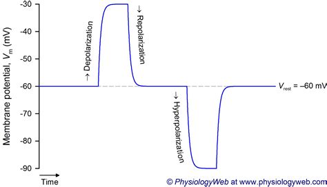 Depolarization