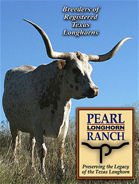 PEARL LONGHORN RANCH | Texas Longhorn Cattle For Sale in Central Texas