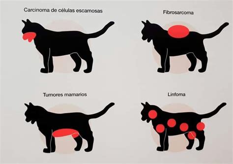 fibrosarcoma in cats pictures - Edythe Larose