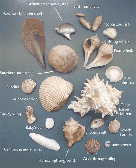 Names Of Sea Animals With Shells