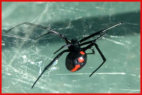 Northern Black Widow Spider (Latrodectus variolus) - Plant & Pest Diagnostics