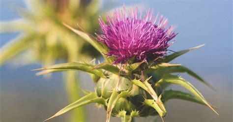 7 Science-Based Benefits of Milk Thistle