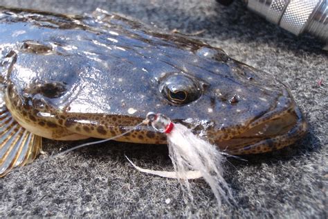 5 Tips for Flathead Fishing with Lures