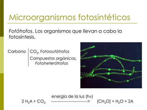 Microorganismos fotosintéticos