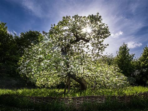 Charles Sainsbury-Plaice, Ancient Tree Sir Isaac Newton's Apple Tree Cambridge, 2022 | The Tree ...