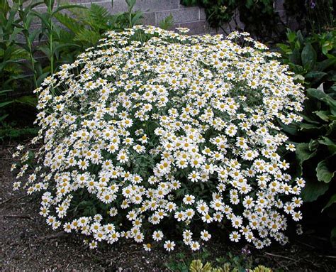 Tanacetum niveum | North American Rock Garden Society