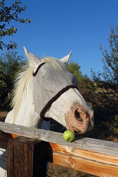 Best Horse Eating Apple Stock Photos, Pictures & Royalty-Free Images - iStock