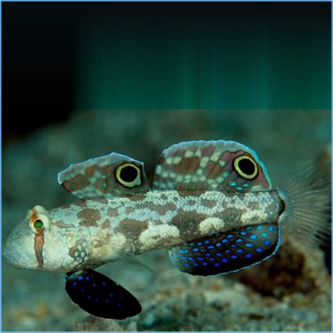 Two-Spotted Goby | Pete's Aquariums & Fish