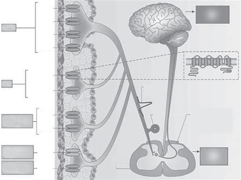 TRP channels as nociceptors. Reprinted by permission from MacMillan ...