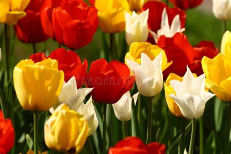 Row of tulips stock photo. Image of blooming, tulips - 16870778