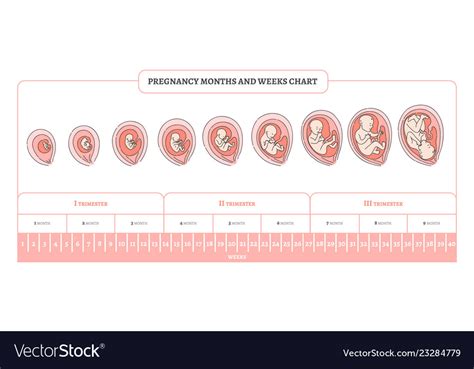 Pregnancy month weeks and trimesters chart Vector Image