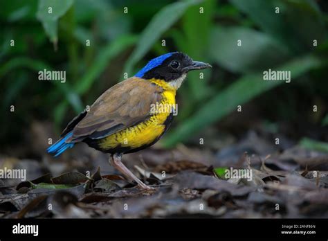 A male Gurney's Pitta rare resident,endemic of Thailand.(Pitta gurneyi ...