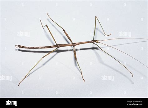 Stick Bug, aka walking stick (Family Phasmatidae, species unknown Stock ...