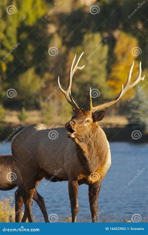 Bull Elk Bugling stock photo. Image of antlers, wapiti - 16422902