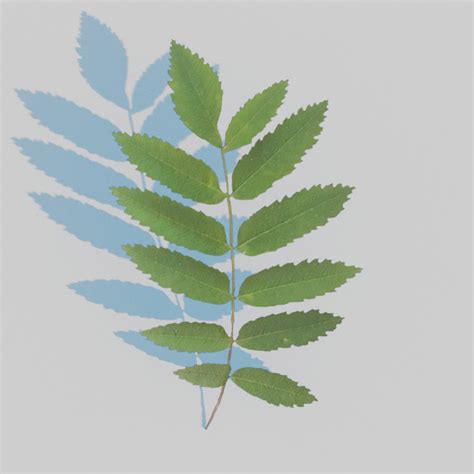 ArtStation - Mountain Ash Leaves Pack | Resources