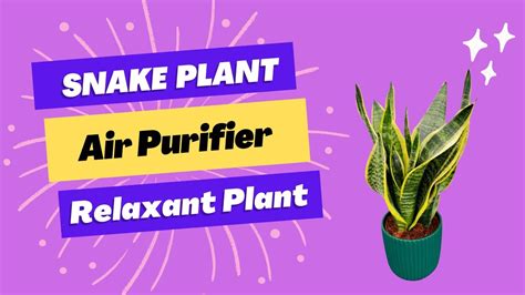 Snake plant | Brilliant House Plant - YouTube
