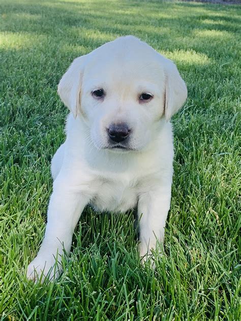 Labrador Puppies Colorado For Sale : Lisa S Labradors Labrador ...