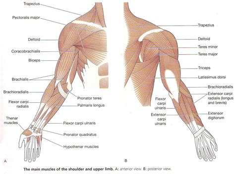 Diagram Muscles Of The Upper Limb Anatomy Human Arm Muscles | Humananatomybody | Shoulder muscle ...