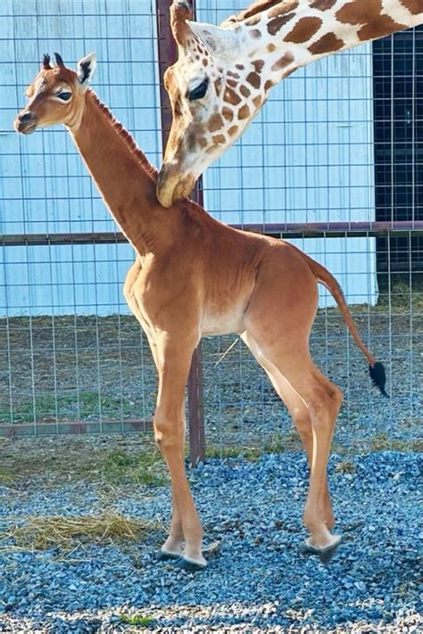 Giraffe with no spots born at Tennessee Zoo – NBC Chicago