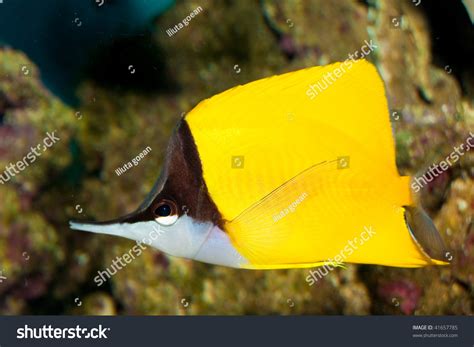 Longnose Butterflyfish Stock Photo 41657785 | Shutterstock