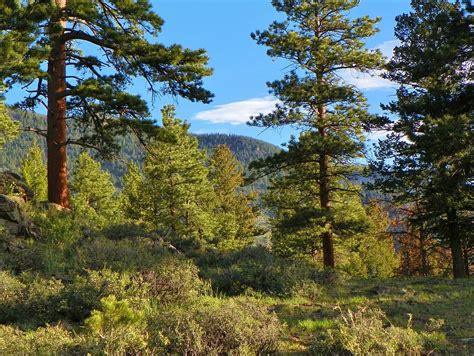 Mountain Pine Trees Photograph by Christopher Burns - Fine Art America