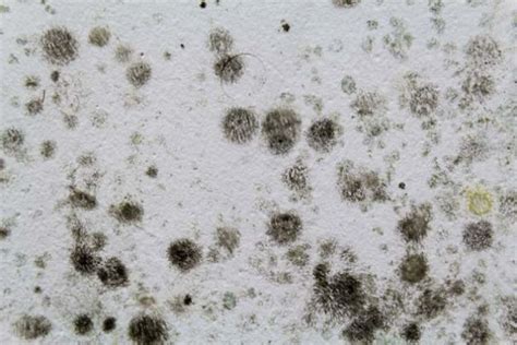 How To Prevent Mold From Growing On Bathroom Ceiling – Artcomcrea