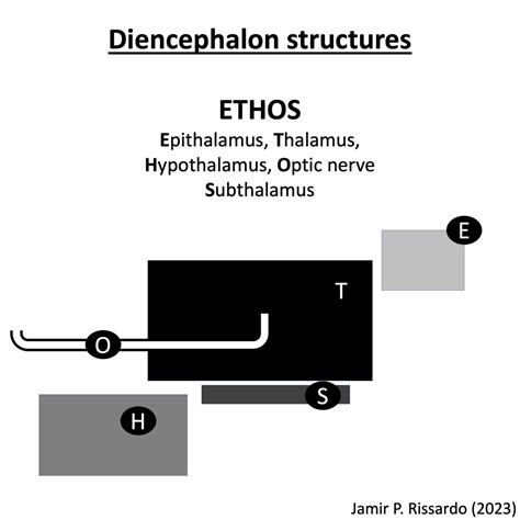 ETHOS Diencephalon!!! #MedTwitter #neurotwitter #EndNeurophobia # ...