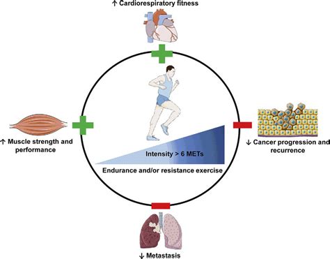 The benefits of vigorous exercise. Vigorous exercise of more than 6 MET... | Download Scientific ...