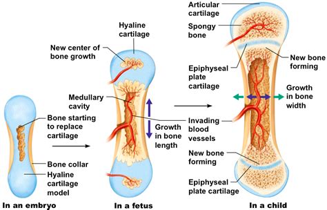 Ways Of Bone Formation A Ossification Can Occur Via