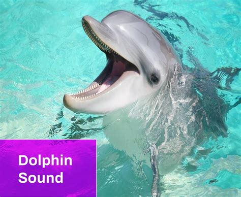 Dolphin Sound Free MP3 Download | Mingo Sounds