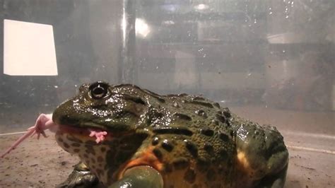 Giant African Bullfrogs eating everything in sight (including mice) - YouTube