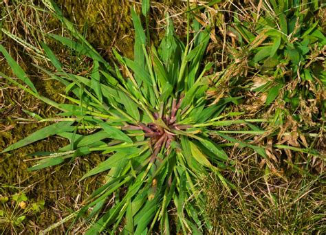 Crabgrass Ruining Your Lawn? Use These Tips to Get Rid of It for Good - All Year Round Turf Supplies