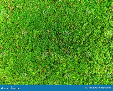 Foliage, Leaves, Green Grass Texture, Leaf Texture. Green Leaf Pattern ...