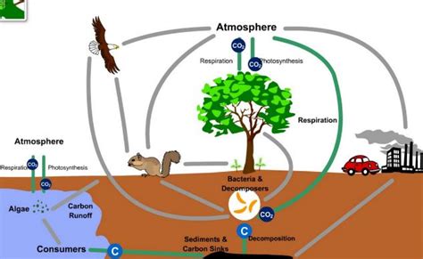 Siklus Biogeokimia - Geograpik