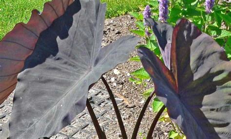 Black magic colocasia care - Complete Gardering