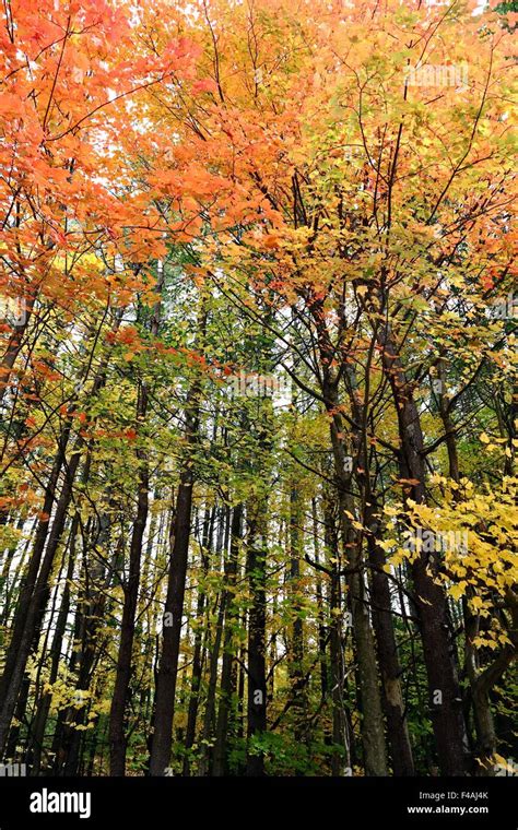 The Forest in its Fall Colors Stock Photo - Alamy