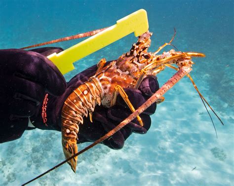 Catch the Facts: Know the Rules for Florida Keys Lobster Season