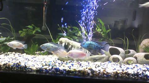 JACK DEMPSEY FISH TANK 125 GALLON - YouTube